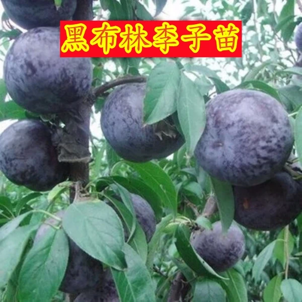 嫁接黑布林李子树苗当年结果早熟特大黑李子苗南北方种植李子树苗