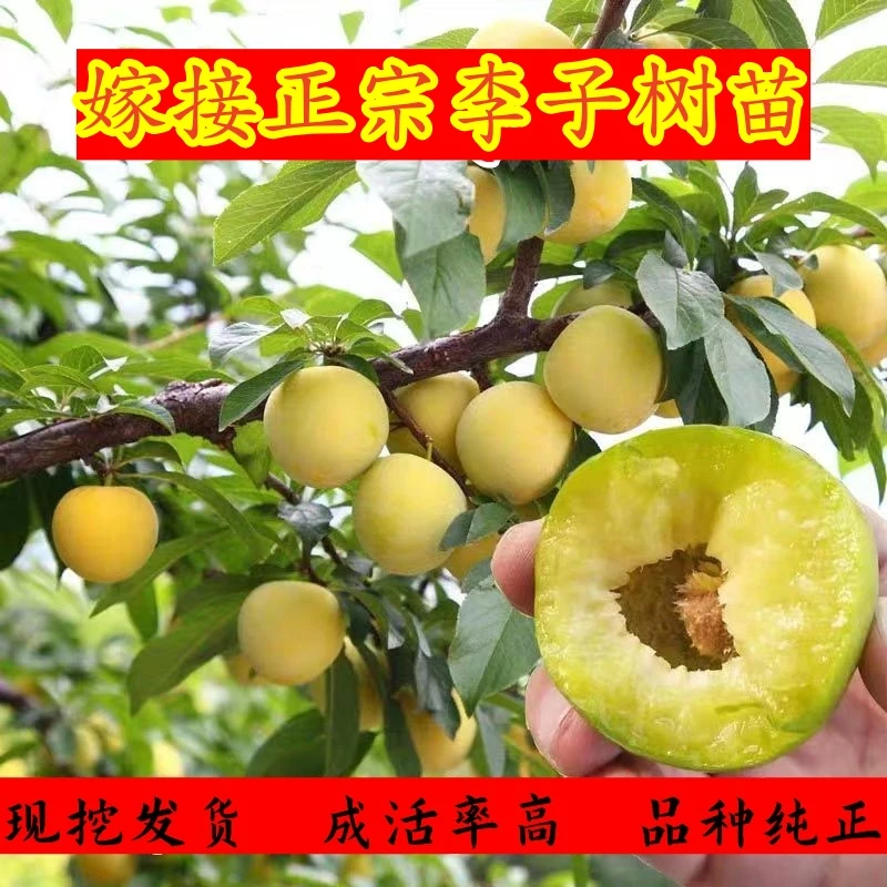正宗蜂糖李子树苗脱骨李子苗三华李树苗西梅李子树苗大黑李子树苗