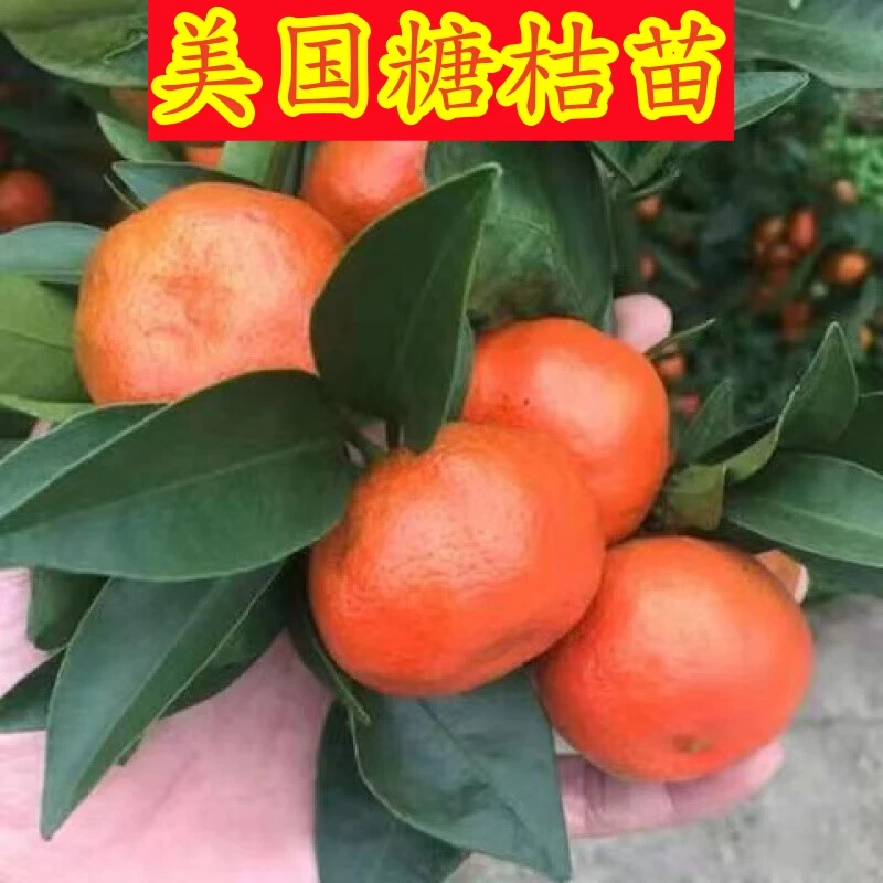 正宗美国糖桔苗世纪红桔子苗当年结果橘子苗糖桔树苗世纪红柑橘苗