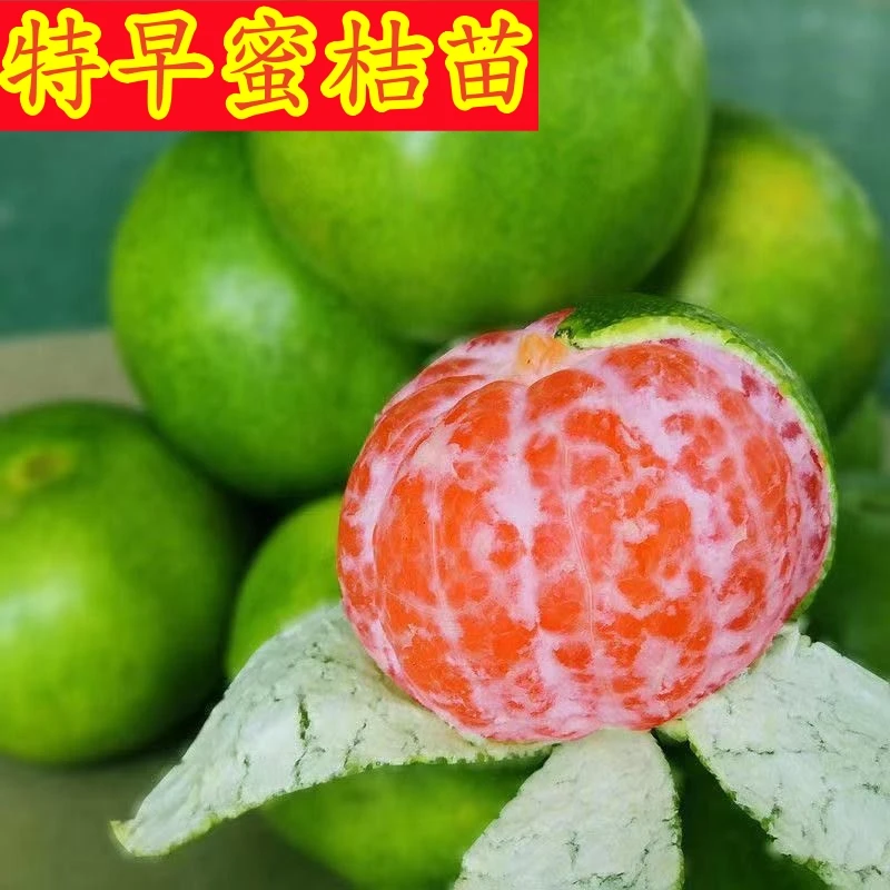 嫁接早熟桔子树苗当年结果无核蜜桔苗甜橘子苗无核蜜桔树苗柑橘苗