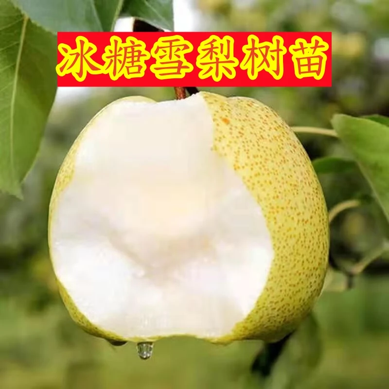 正宗冰糖雪梨苗当年结果南北方种植梨树苗嫁接冰糖雪梨苗盆栽地栽