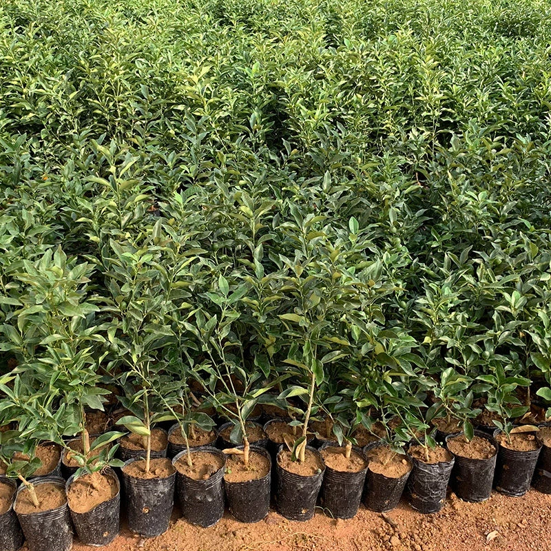 脆皮金桔树苗盆栽地栽结果多多金桔苗可食用桔子树苗阳台四季结果