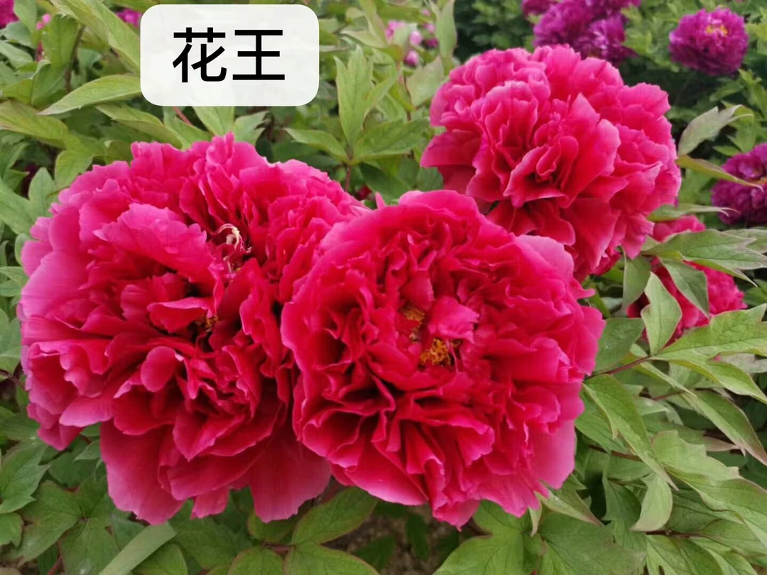 花王树一物一拍（先发肥料，秋季发苗）国旗红