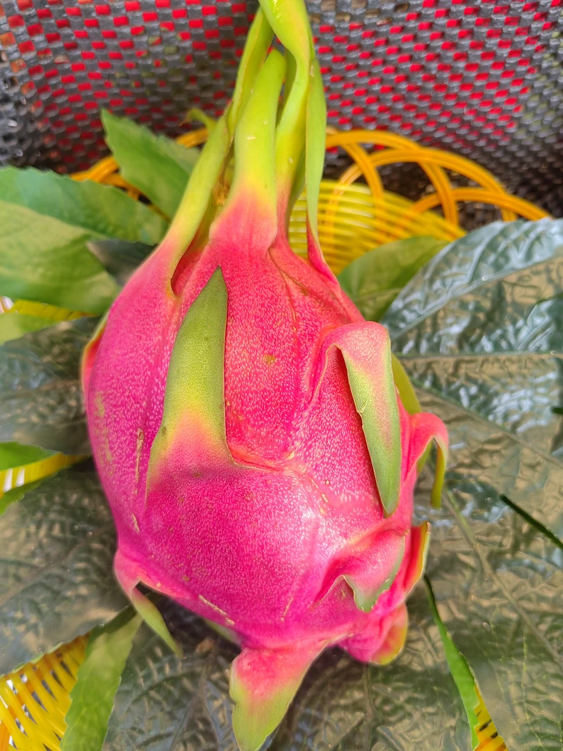 鑫鲜果屋白心火龙果一个