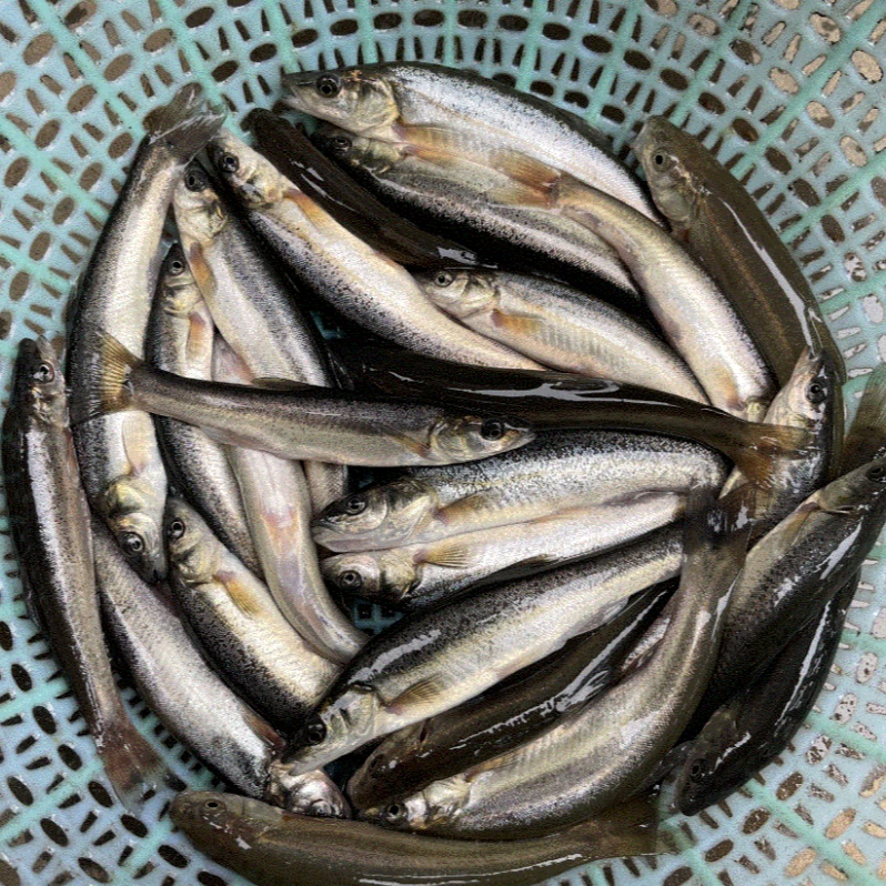 东北河鲜1斤 保鲜不保活！京东快递1.25