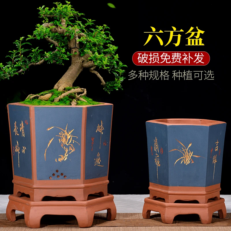 宜兴紫砂花盆君子兰盆景陶瓷花卉绿植室内桌面盆景盆栽带托盘