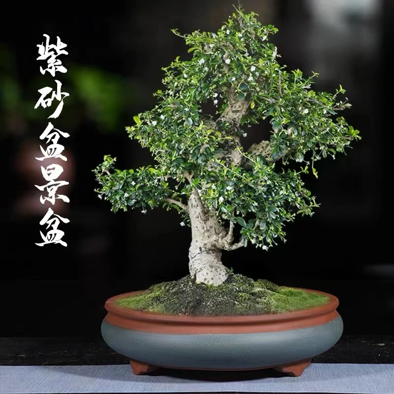 紫砂花盆浅圆文人盆景多肉树桩绿植花卉盆景盆特价清仓免邮