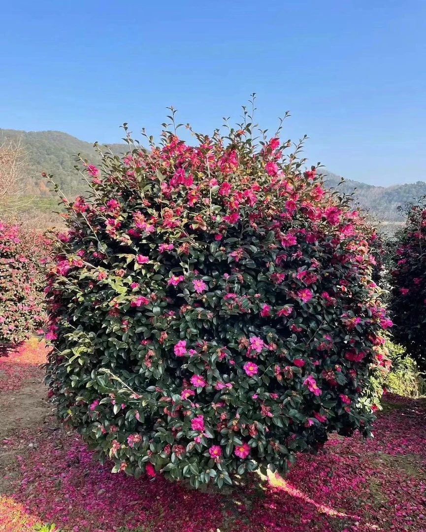 【一物一拍】茶梅自然造型丹玉立寒财神庭院阳台室外室内耐寒耐高温