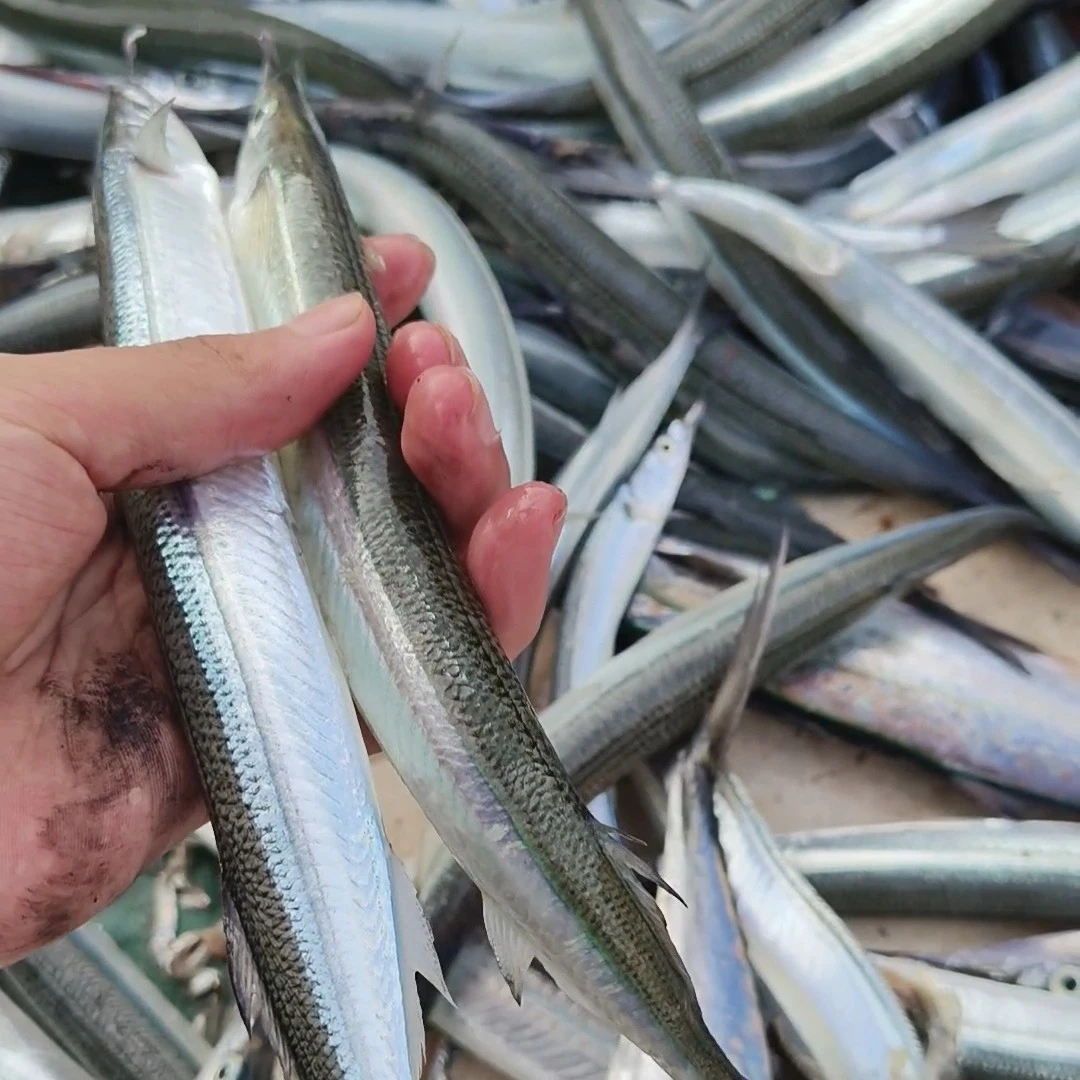 针鱼三斤多大棒鱼 马步鱼，顺丰冷链，速冻锁鲜发货