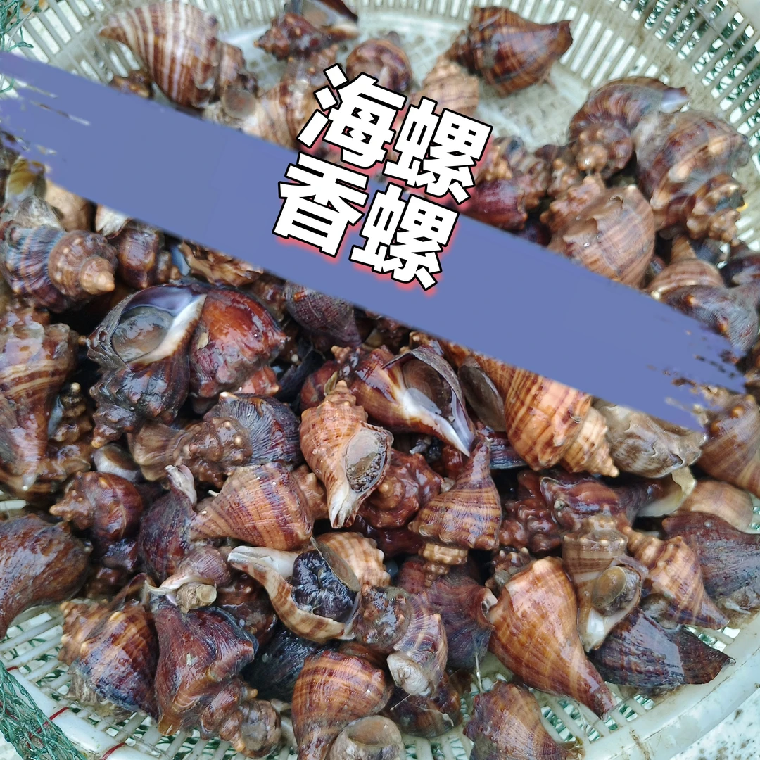 海螺 当潮海鲜 自家小船 现捕现卖 看货下单 顺丰发货