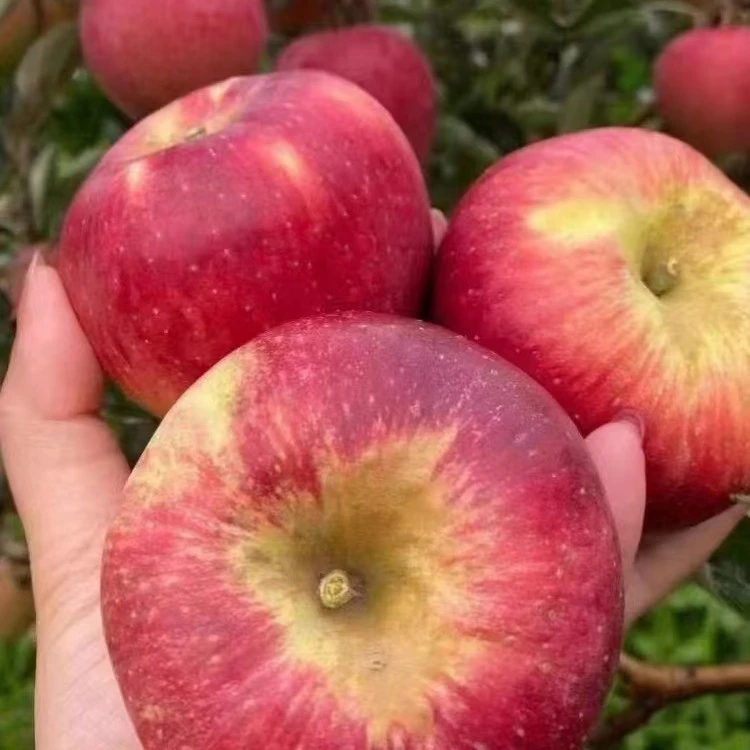 昭通红露苹果4.8斤/5斤