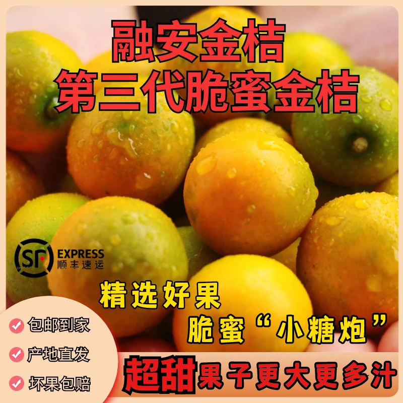 广西融安金桔脆蜜金柑第三代纯甜金桔新鲜皮薄金桔保鲜现摘现发