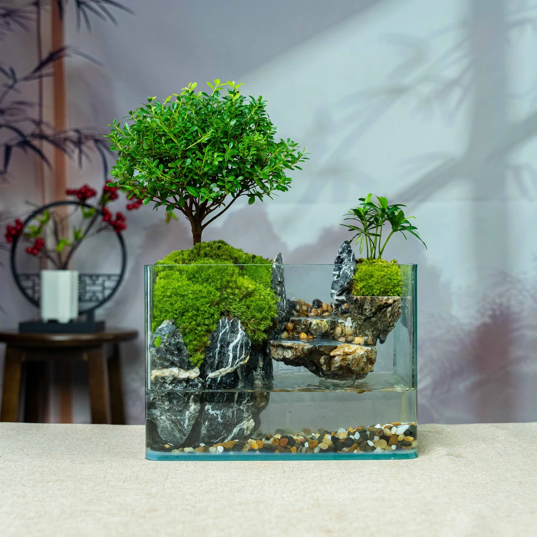 方缸赤楠流水天涯-尺寸长25宽16高18厘米成品创意桌面景观