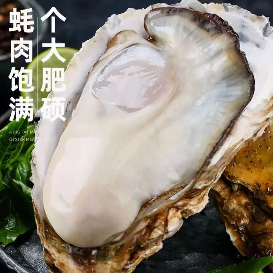 鲜活生蚝10个装1500g