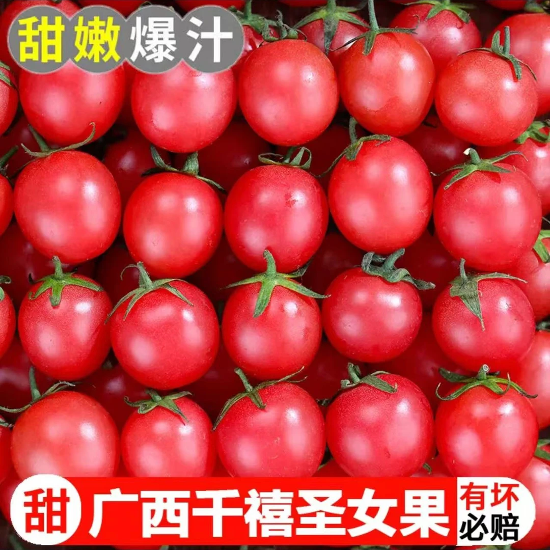 新鲜圣女果大果现摘5斤小番茄新鲜水果蔬菜生吃千禧西红柿红果