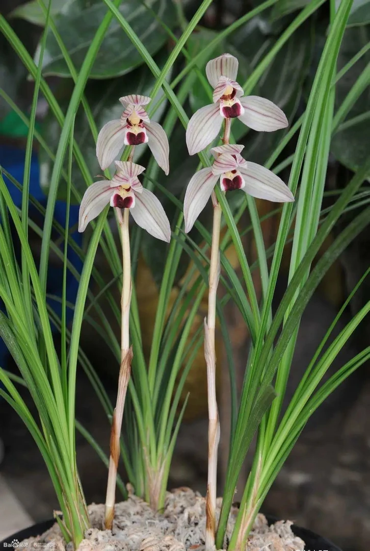 莲瓣兰心形红舌心心相印