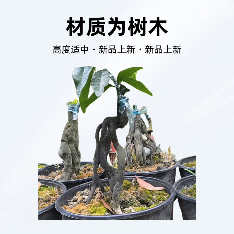 四川灌木金弹子盆景