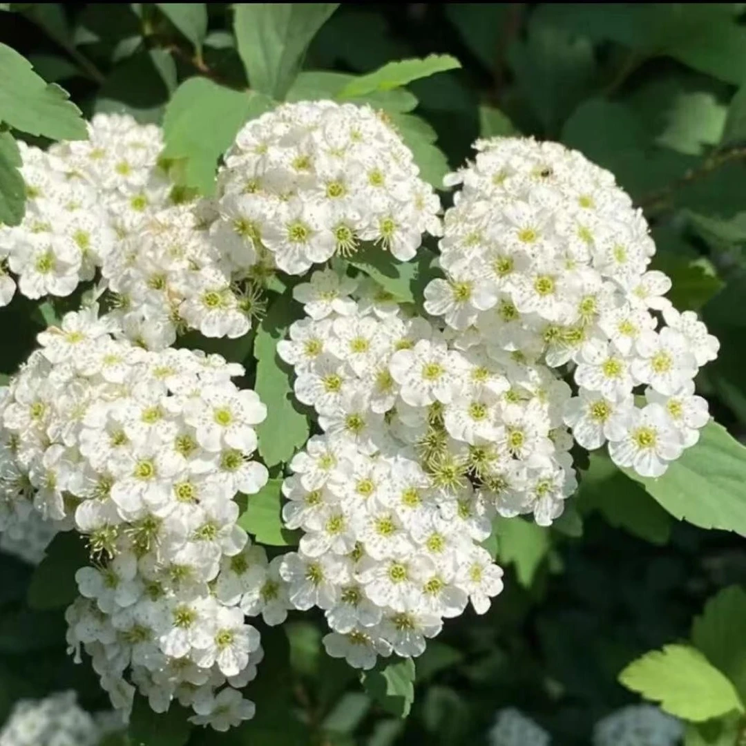 小手球菱叶绣线菊珍珠梅大苗木本绿植雪柳喷雪花花苗鲜枝庭院盆栽