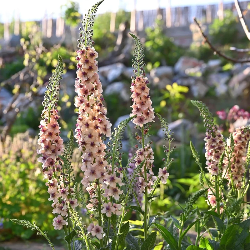 罗曼的花园 毛蕊花盆栽苗夏日魅力耐寒耐热花园庭院线条植物好养