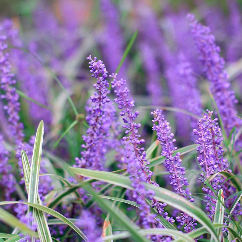 罗曼的花园金边迈冬黑迈冬盆栽苗金叶观赏草宿根地被耐寒耐热好养