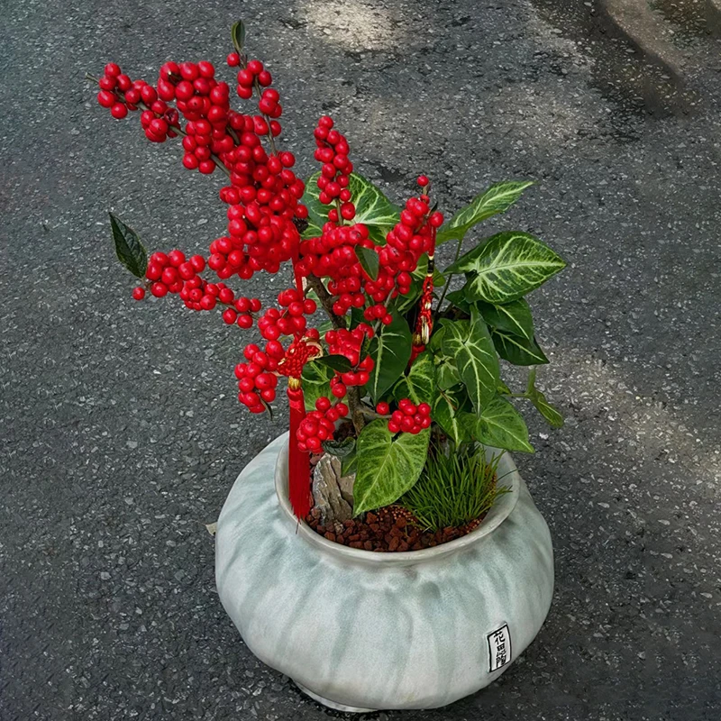 罗曼的花园进口北美冬青树苗盆栽年宵花卉红果耐寒室内真花绿植