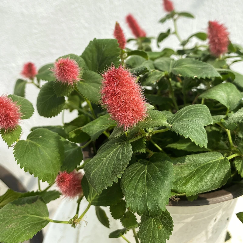 罗曼的花园 红樱吊兰 岁岁红垂吊盆栽狗尾红红穗铁苋菜红色吊兰