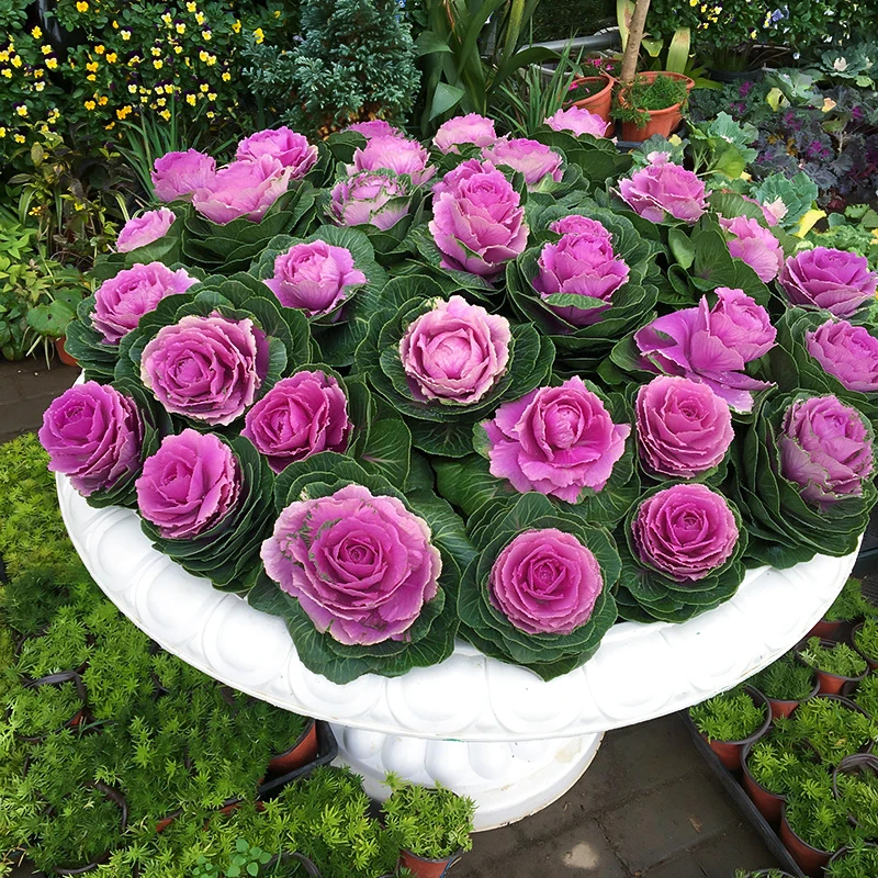 罗曼的花园 羽衣甘蓝盆栽苗多头观赏可食用耐寒彩叶植物花卉蔬菜