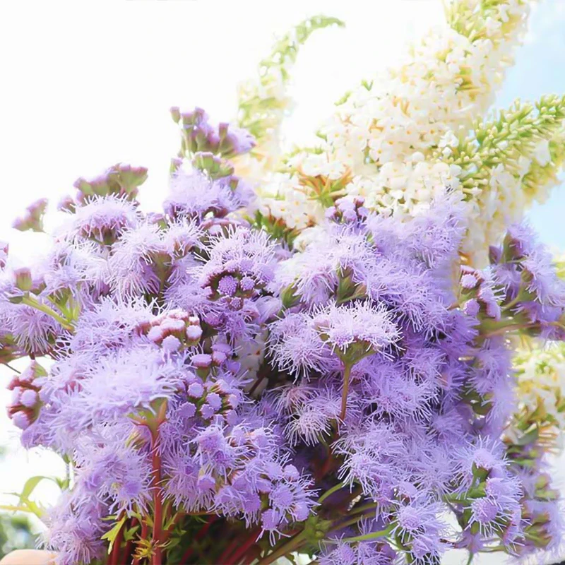 罗曼的花园蓝雾花盆栽苗阳台庭院花镜耐寒耐热蜜源草本花卉