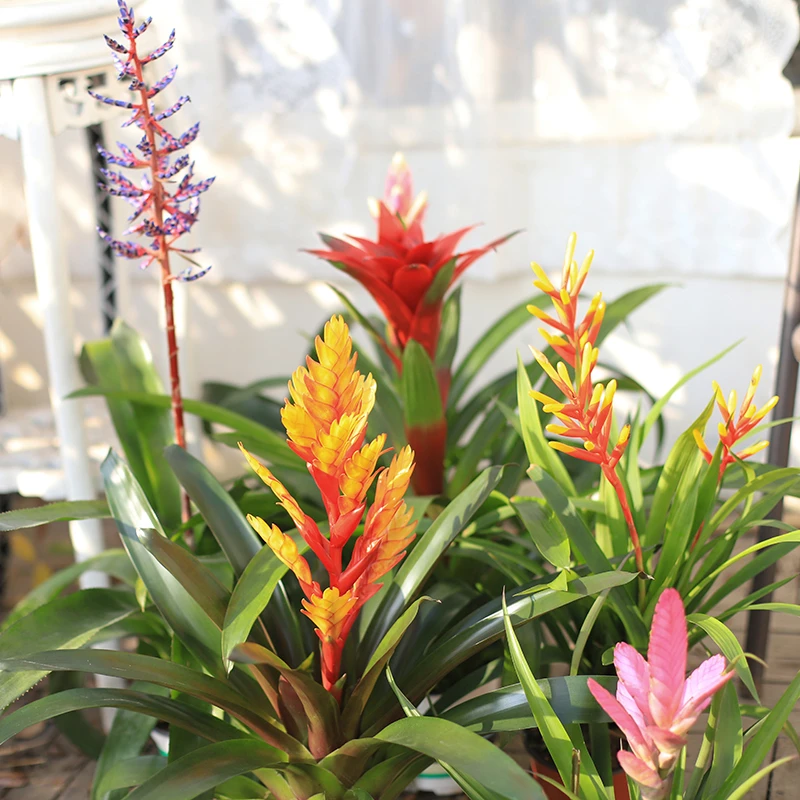 罗曼的花园年宵花鸿运当头凤梨花蓝羽玉扇喜炮办公室客厅开业绿植