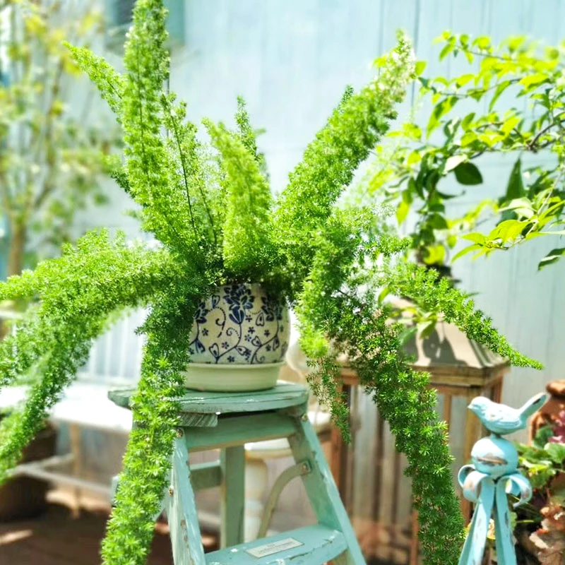 罗曼的花园狐尾tian门冬盆栽苗武竹丝四季常青绿植庭院观赏植物