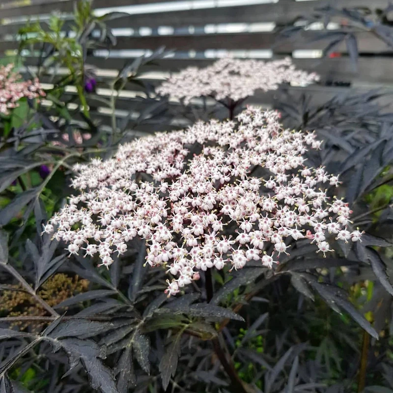罗曼的花园 黑色蕾丝黄金塔接骨木庭院耐寒耐阴彩叶花灌木盆栽苗