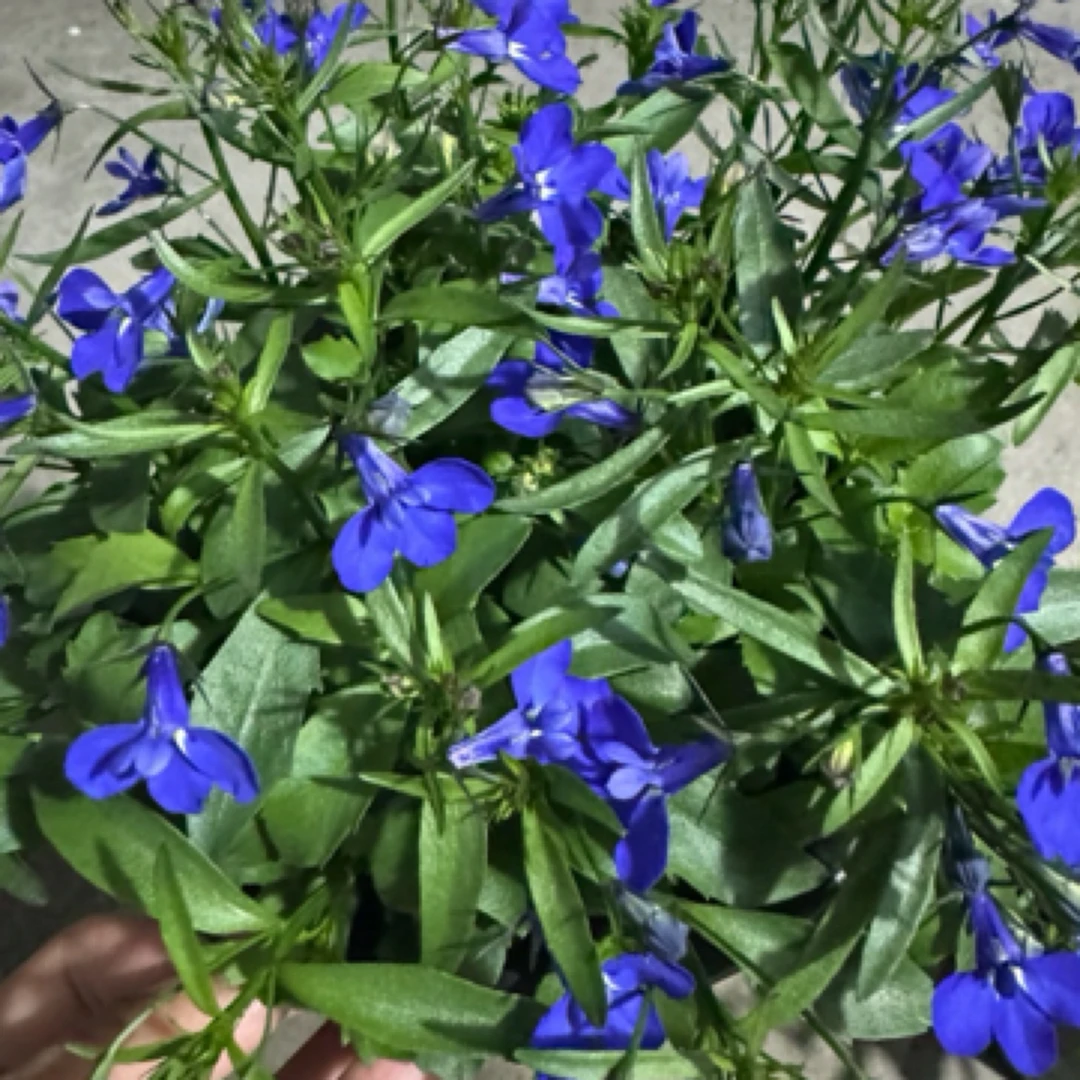 半边莲 阳台庭院植物