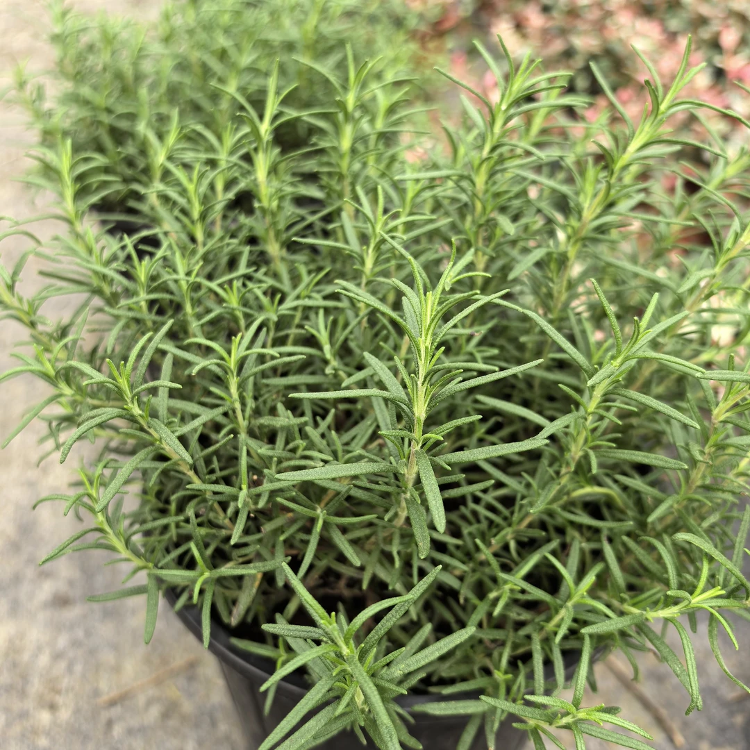 迷迭香.   庭院阳台皆可   四季常绿植物