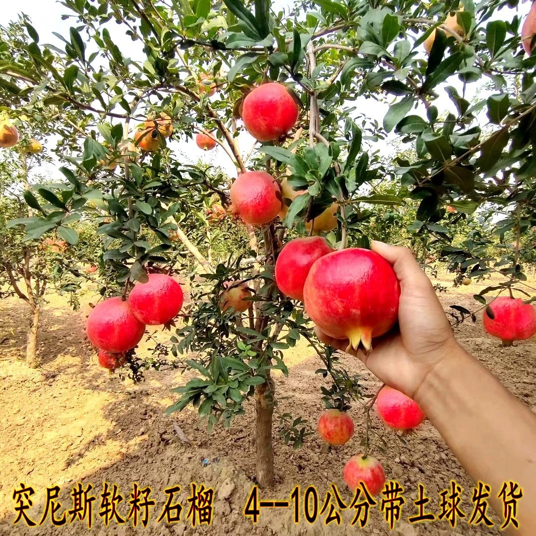 果树苗突尼斯软籽石榴甜石榴苗石榴树苗庭院石榴果树苗多年生