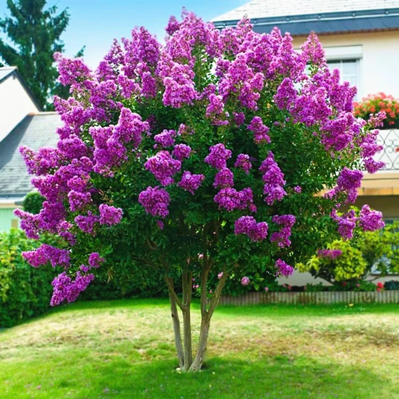 丁香花树苗欧洲紫丁香花庭院植物阳台开花浓香耐寒花卉丁香花盆栽