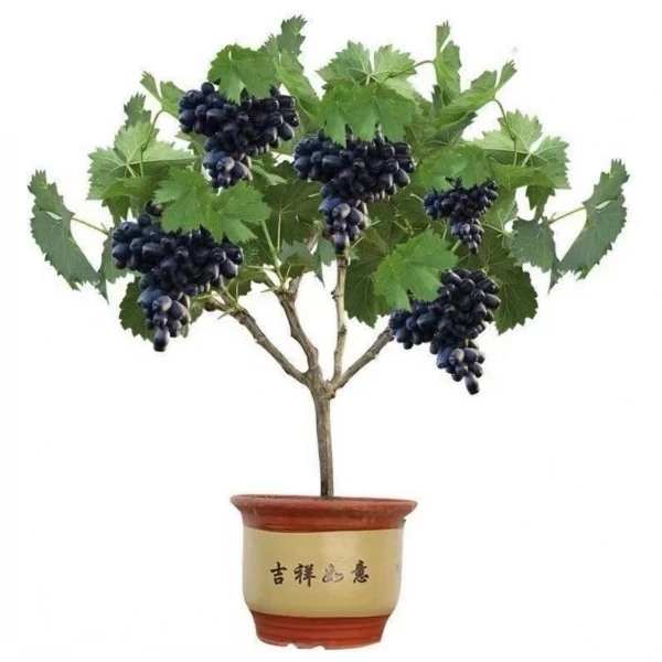 果树苗葡萄树苖蓝宝石葡萄夏黑巨峰葡萄苗庭院爬藤庭院种植果树
