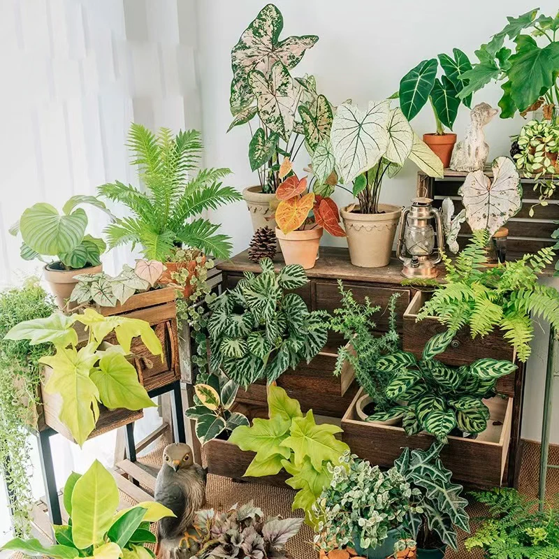 个性彩叶植物金叶竹芋天鹅绒海芋黄金波士顿火焰鸟巢蕨