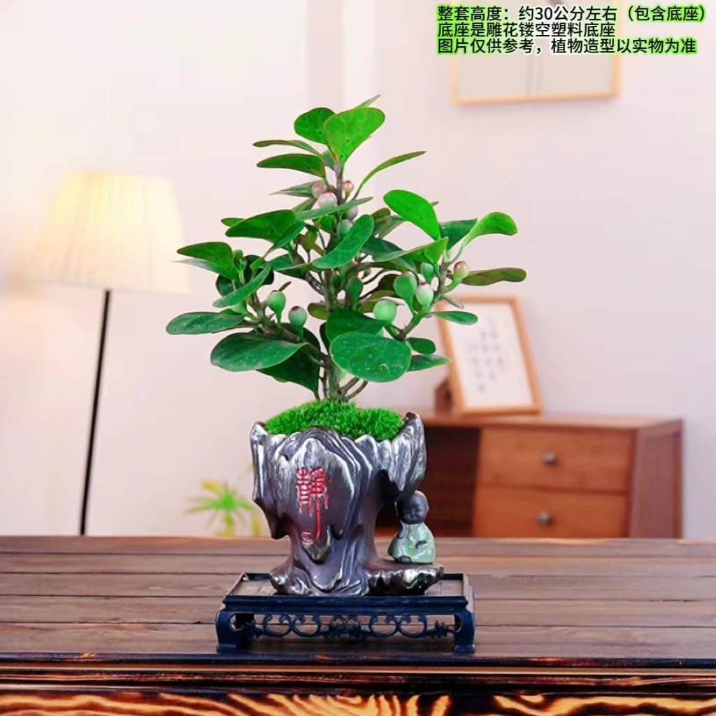 小盼菩提室内桌面小盆景办公室好养绿植创意居家植物花卉盆栽