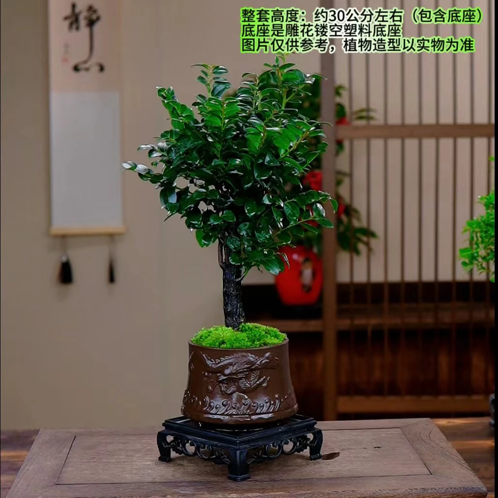 【龙盆】小叶紫檀黑古茶室内高端盆景居家创意植物花卉净化空气盆栽