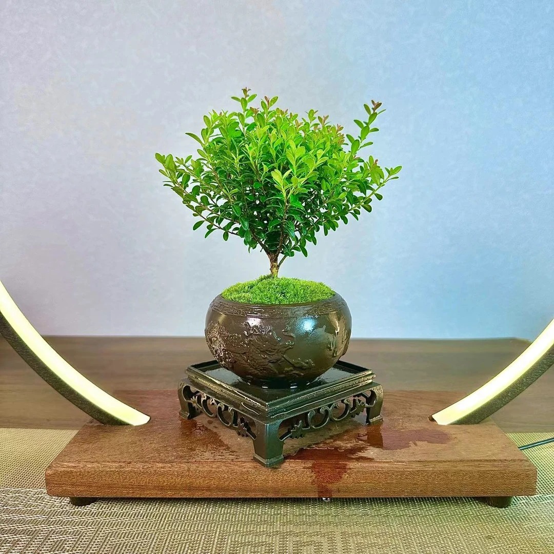 【双龙】小叶赤楠桌面小盆栽会开花绿植室内精致盆景四季常青好养