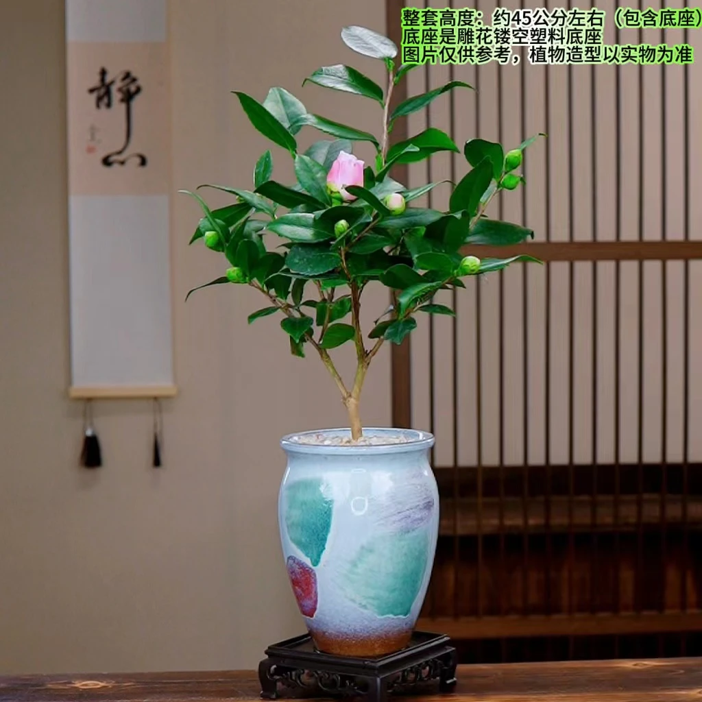 【带花苞发货】香妃老桩茶花室内外好养易活植物庭院耐寒盆景盆栽