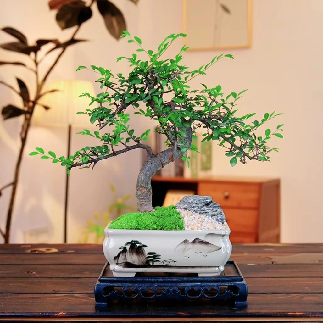 创意造型榆树室内高端盆景绿植好养易货一整套包邮办公室净化空气