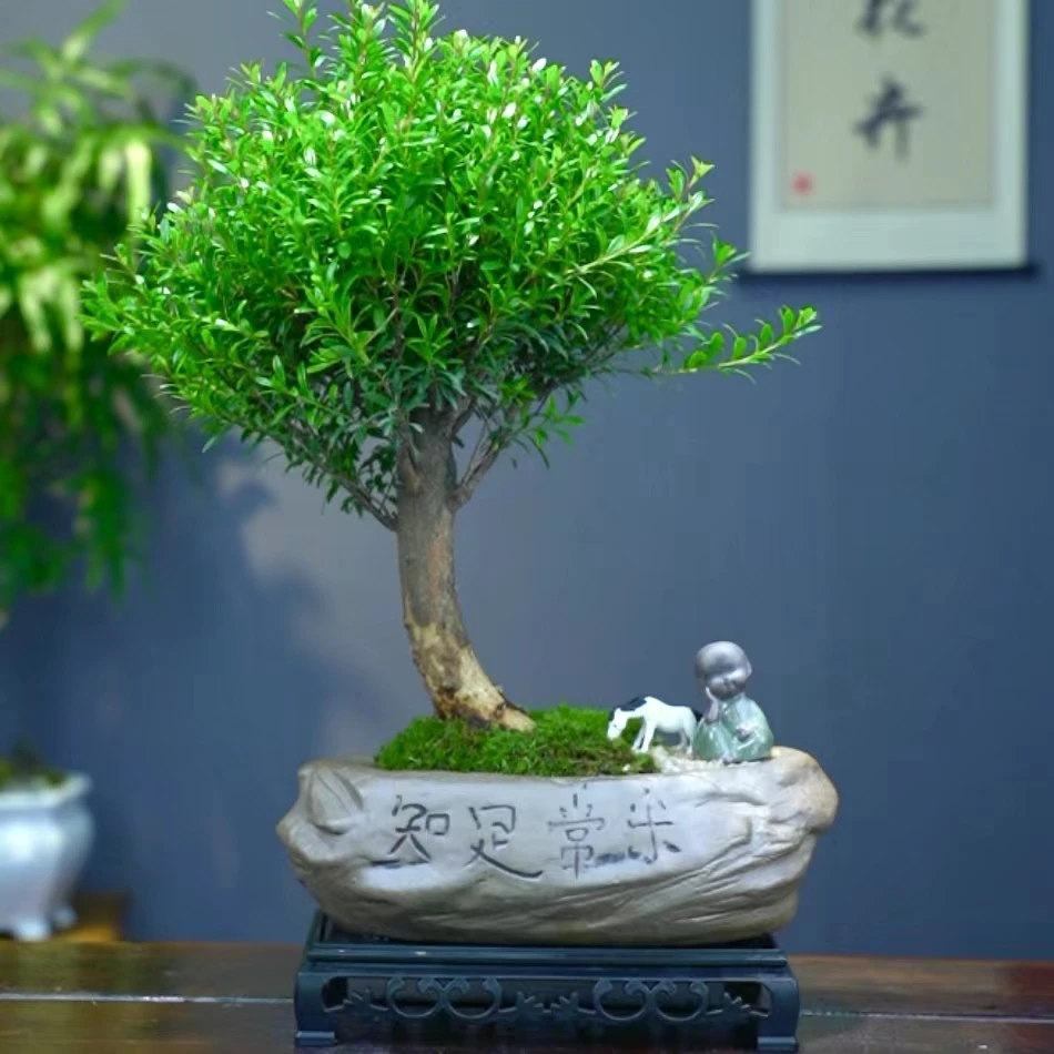 大老桩小叶赤楠盆景会开花结果好养易活室内植物桌面精致盆栽绿植