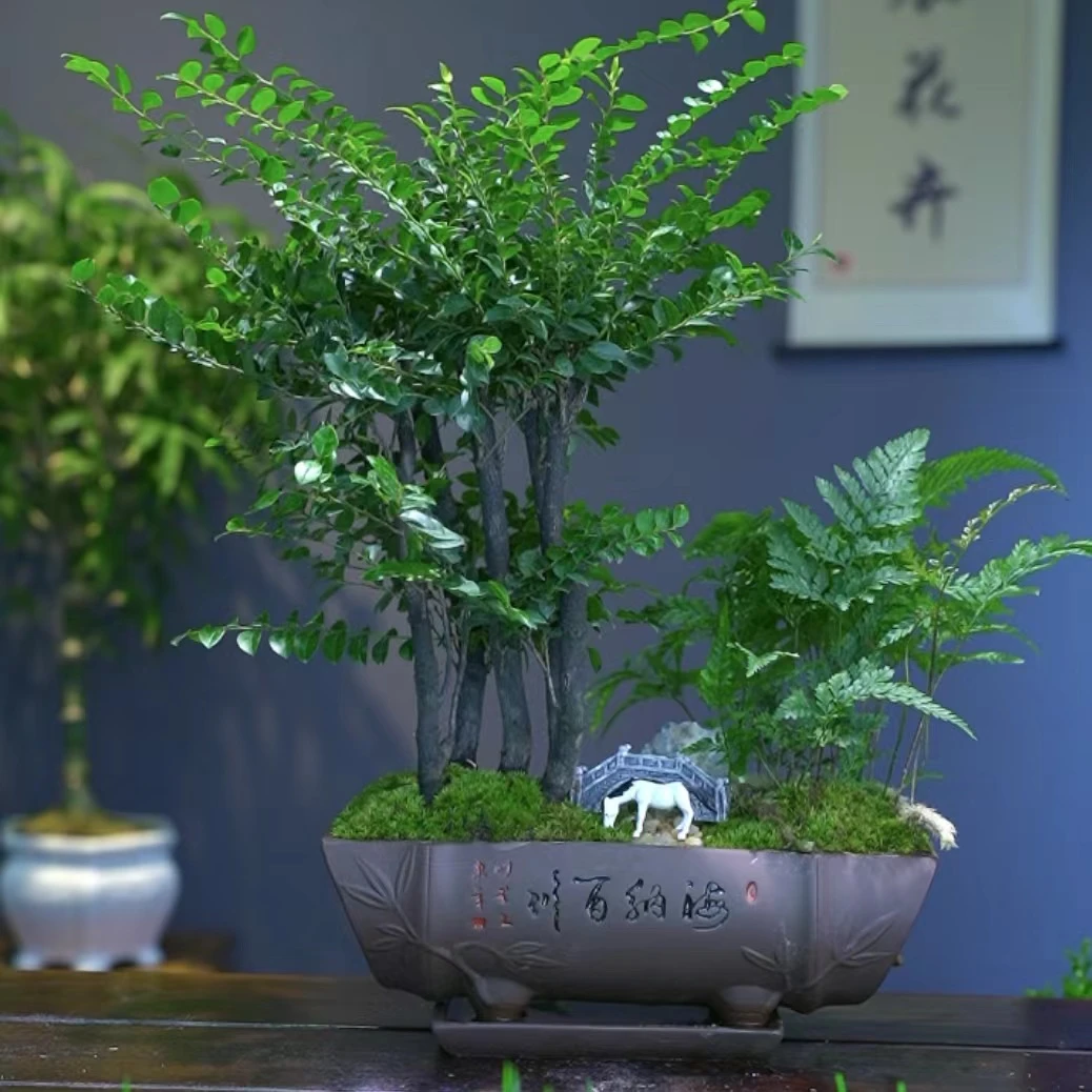 丛林款海纳百川小叶紫檀高端盆景植物室内好养办公室四季常青绿植