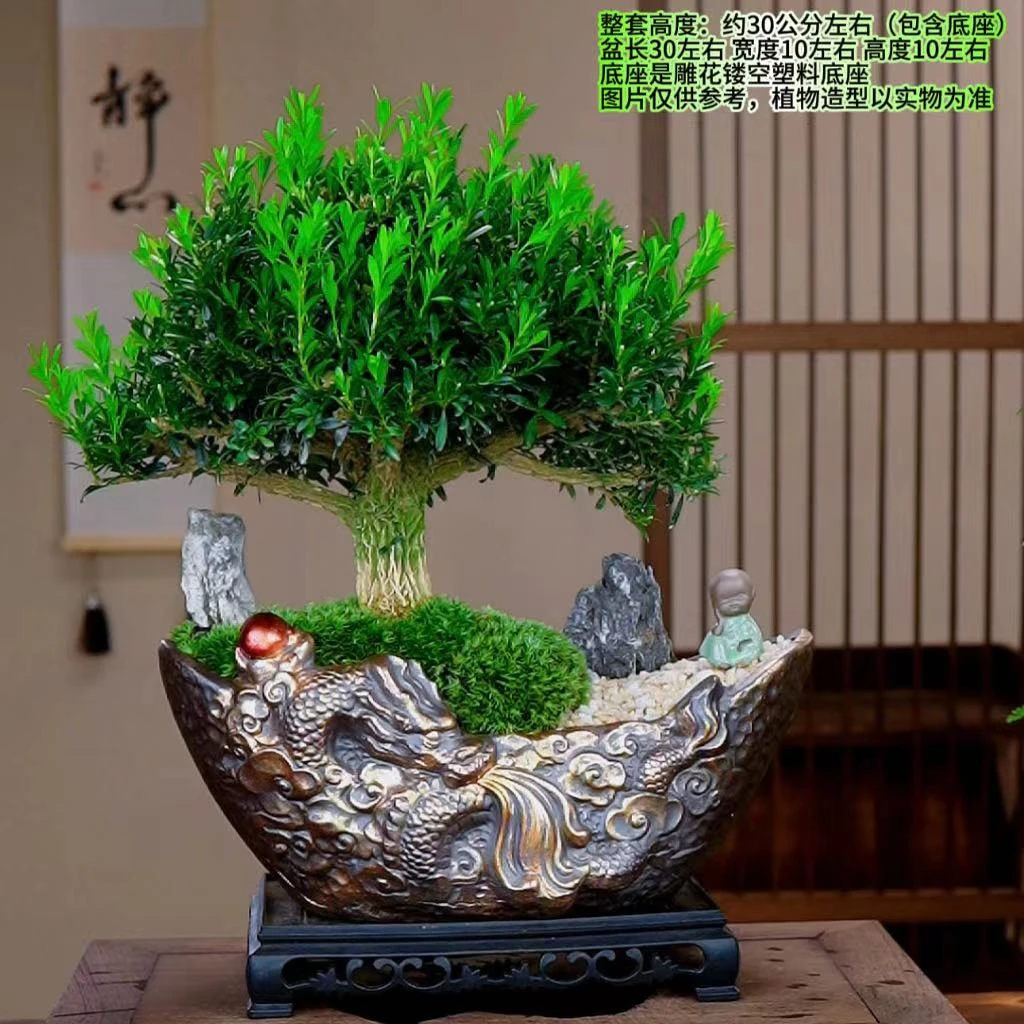 【金元宝龙盆】棒棒糖造型黄杨盆景高端绿植室内植物居家办公盆景