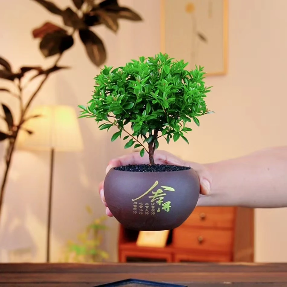 桌面盆景绿植室内高端植物小叶赤楠开花结果整套发货创意小盆栽