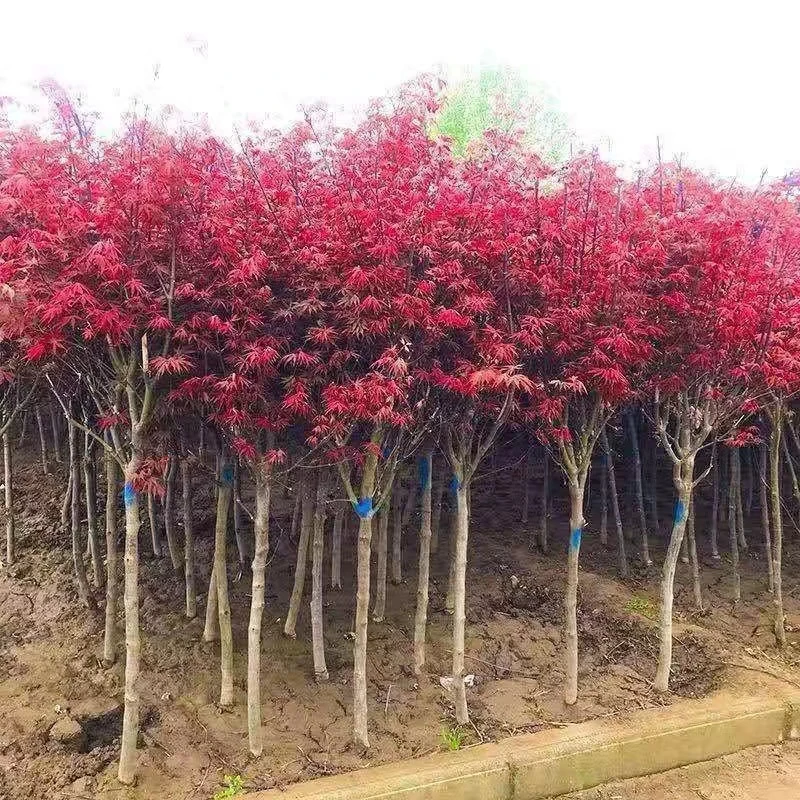红枫树苗四季中国红庭院美国日本红枫红舞姬盆栽绿化盆景植物苗木