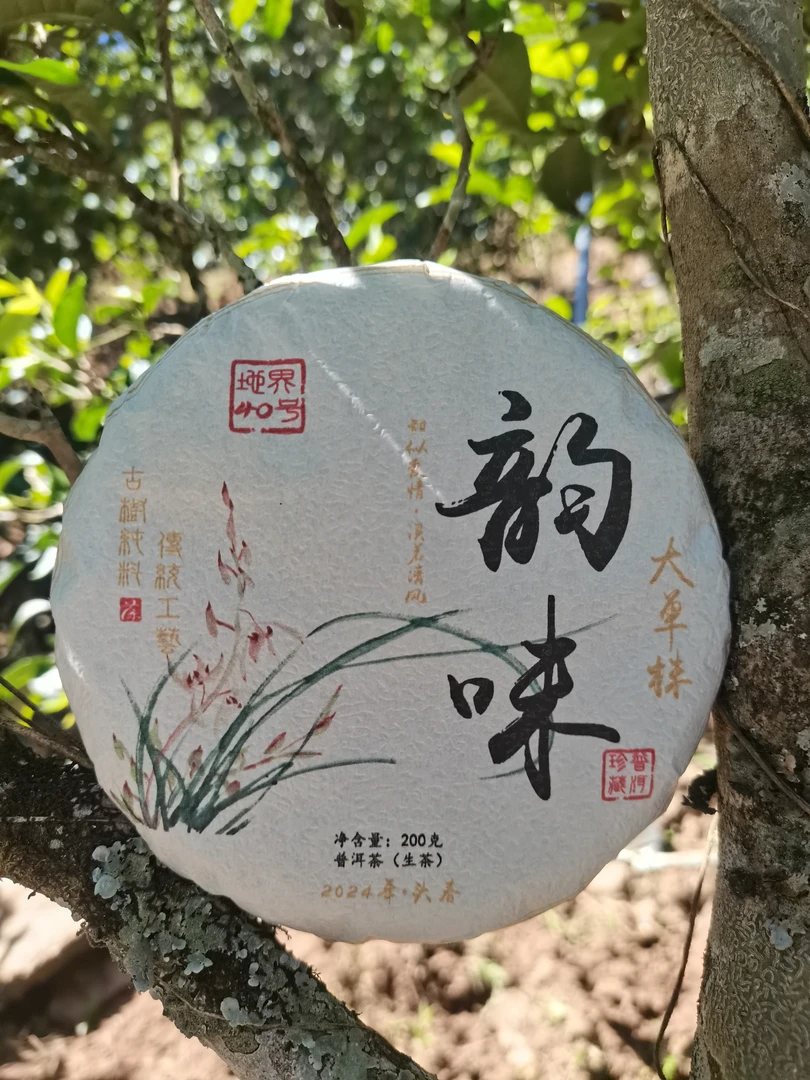 冰岛地界40号2024年韵味大单株头春饼茶200克