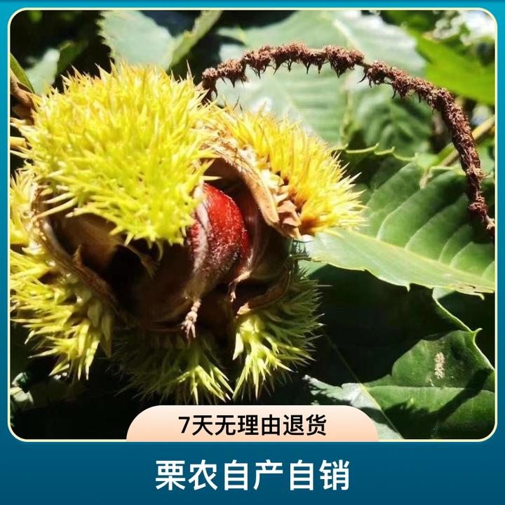 迁西县 5斤装【栗农自产自销】  鲜（生）板栗