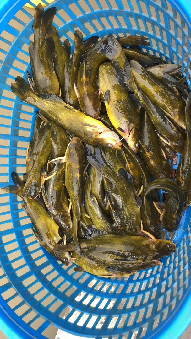 东北野生冷水嘎牙子鱼7—7.5斤（生鲜请谨慎下单）嫌小勿拍